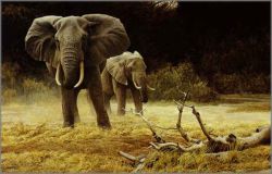 Robert Bateman - Elephant Cow and Calf