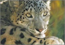 Carl Brenders - West of the Moon - Snow Leopard