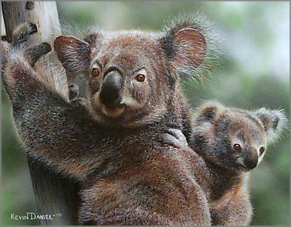 Kevin Daniel - Our Family Tree