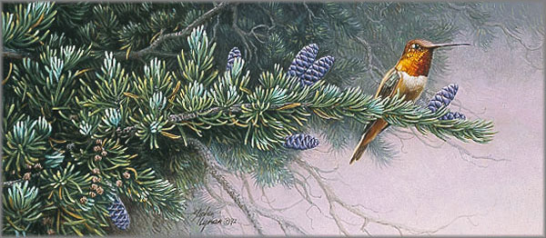 Stephen Lyman - Rufus Hummingbird and Mountain Hemlock