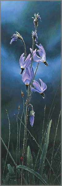 Stephen Lyman - Shooting Stars and Ladybug