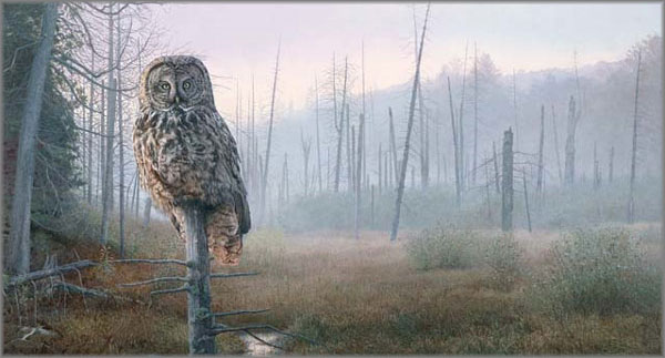 Brent Townsend - Silent Hunter - Great Gray Owl