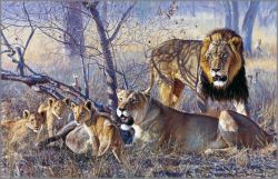 Banovich Wild Accents-Big Five-Lion-Leather Pillow – Banovich Art