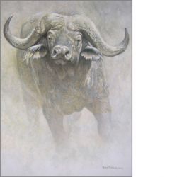 Robert Bateman - African Buffalo - from the Sappi Portfolio