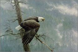 Robert Bateman, wildlife artist, originals, prints, canvases and books