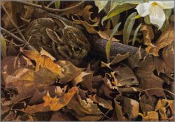 Robert Bateman - Among the Leaves - Cottontail