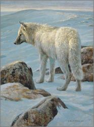 Robert Bateman - Arctic Evening - White Wolf
