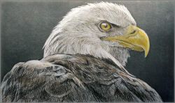Robert Bateman - Bald Eagle Head