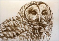 Robert Bateman - Barred Owl