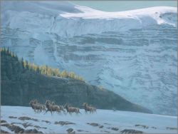 Robert Bateman - Big Horn Sheep Herd