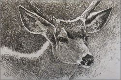 Robert Bateman - Black-tailed Deer Portrait