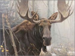 Robert Bateman - Bull Moose