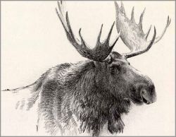 Robert Bateman - Bull Moose