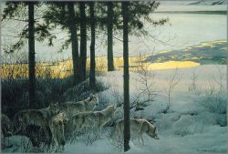 Robert Bateman - Edge of the Night - Timber Wolves