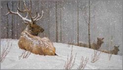 Robert Bateman - Evening Snowfall - American Elk