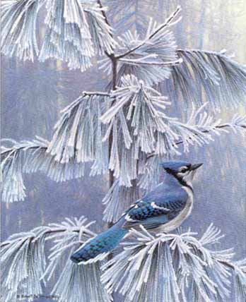 Baby Blue Jay Art Print by Robert Frederick - Fine Art America