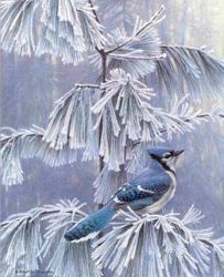 Robert Bateman - Frosty Morning - Blue Jay