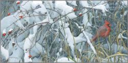 Robert Bateman - Fresh Snow - Cardinal
