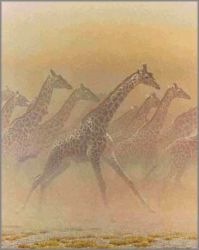 Robert Bateman - Galloping Herd - Giraffes