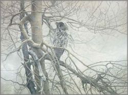 Robert Bateman - Ghost of the North - Great Gray Owl