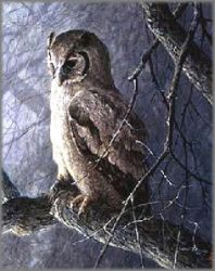 Robert Bateman - Giant Eagle Owl - from the Sappi Portfolio