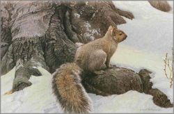 Robert Bateman - Gray Squirrel