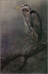 Robert Bateman - Great Blue Heron