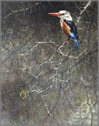 Robert Bateman - Greyhooded Kingfisher - from the Sappi Portfolio