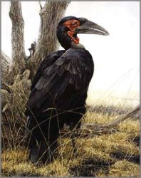 Robert Bateman - Ground Hornbill - from the Sappi Portfolio