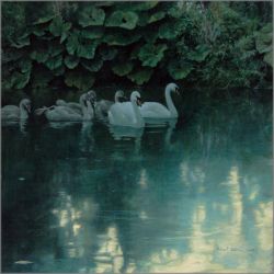 Robert Bateman - Great Dunford Mute Swans