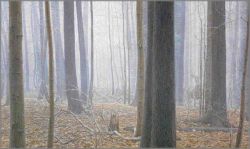Robert Bateman - Hardwood Forest - White-tail Deer