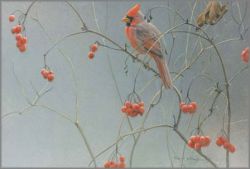 Robert Bateman - Highbush Cranberries - Cardinal