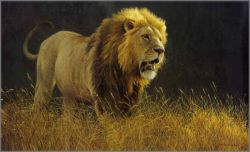 Robert Bateman - Into the Light - Lion