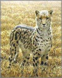 Robert Bateman - King Cheetah - from the Sappi Portfolio