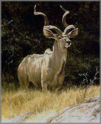 Robert Bateman - Kudu - from the Sappi Portfolio