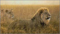 Robert Bateman - Lions in the Grass