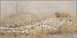 Robert Bateman - Londolosi Cheetah