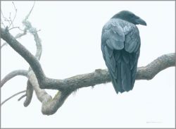 Robert Bateman - Lone Raven