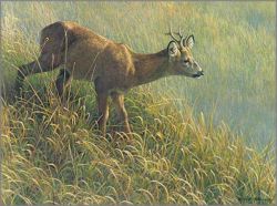 Robert Bateman - Morning Dew - Roe Deer