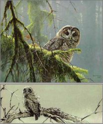 Robert Bateman - Mossy Branches - Spotted Owl - Prestige Edition