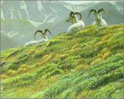 Robert Bateman - Mountain Meadow - Dall Sheep