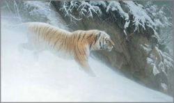 Robert Bateman - Momentum - Siberian Tiger