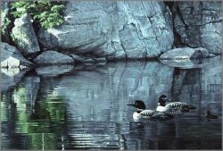 Robert Bateman - Northern Reflections - Loon Family