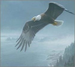 Robert Bateman - On the Wing - Bald Eagle