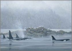 Robert Bateman - Orca Procession