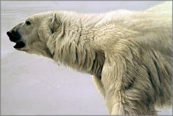 Robert Bateman - Polar Bear Profile