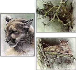 Robert Bateman - Cougars - from the Predator Portfolio