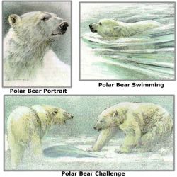 Robert Bateman - Polar Bear - from the Predator Portfolio