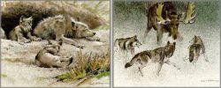 Robert Bateman - Wolf Set - from the Predator Portfolio