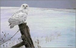 Robert Bateman - Ready for the Hunt - Snowy Owl